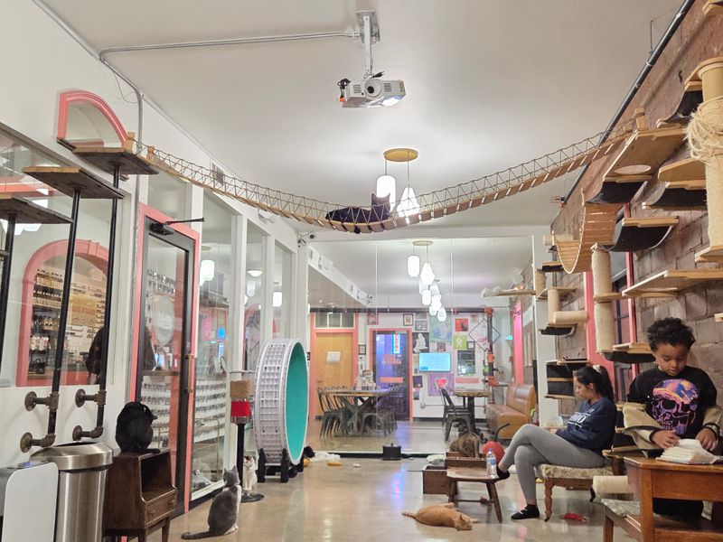 A Coffee Shop With a Purrpose