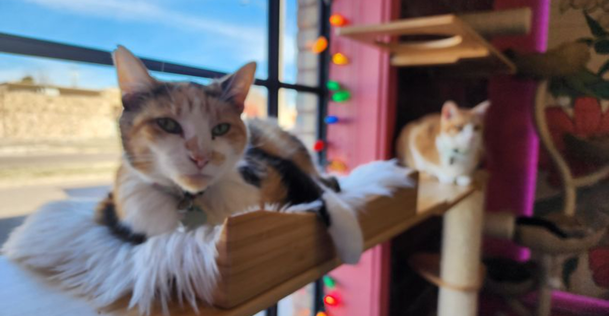 At This Oklahoma Café, Rescue Cats Roam While You Sip Your Latte