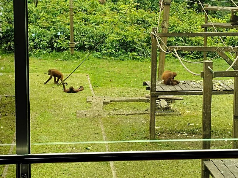 Malaysia - Orangutans in Borneo's Sepilok Sanctuary