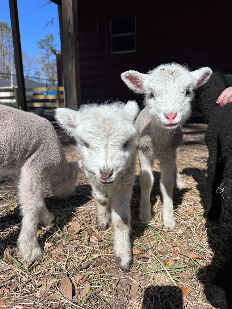Baby Lambs That Climb Right Into Your Lap
