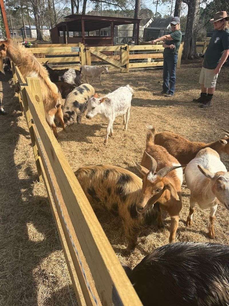Mini Horses, Goats, Pigs, and Donkeys