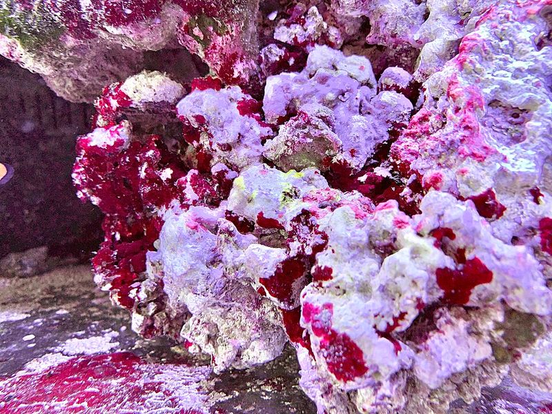 Live Rock (from state waters)