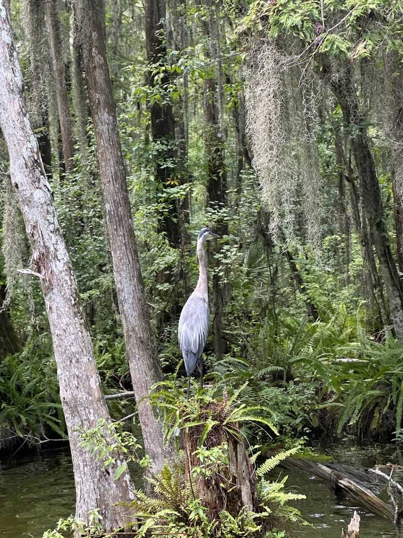 Egret Alley and Heron Corners