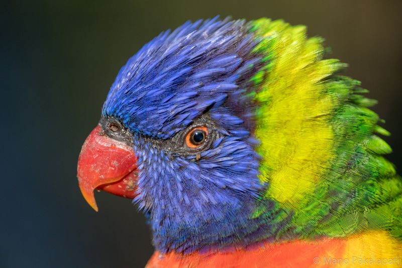 Lorikeet and Aviary Encounters