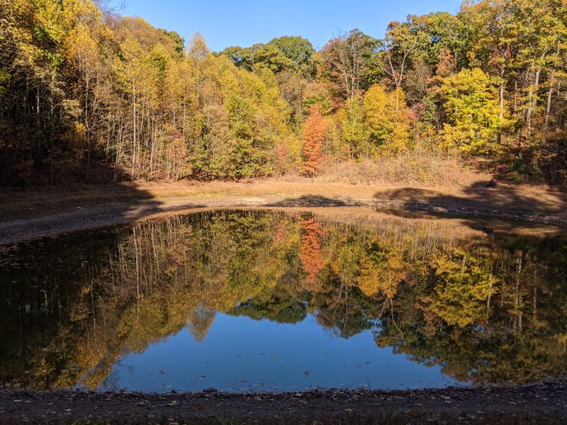 Boyd Big Tree Preserve Conservation Area (near Harrisburg)