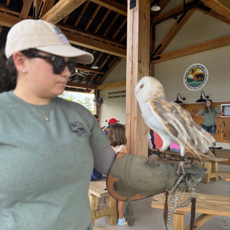 Owls Watching Everything
