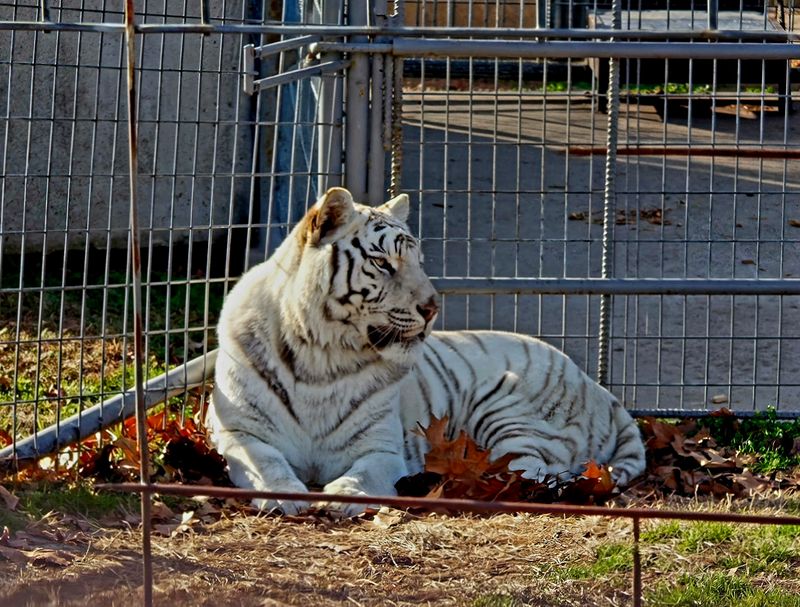 Turpentine Creek Wildlife Refuge: Big Cats, Bigger Mission
