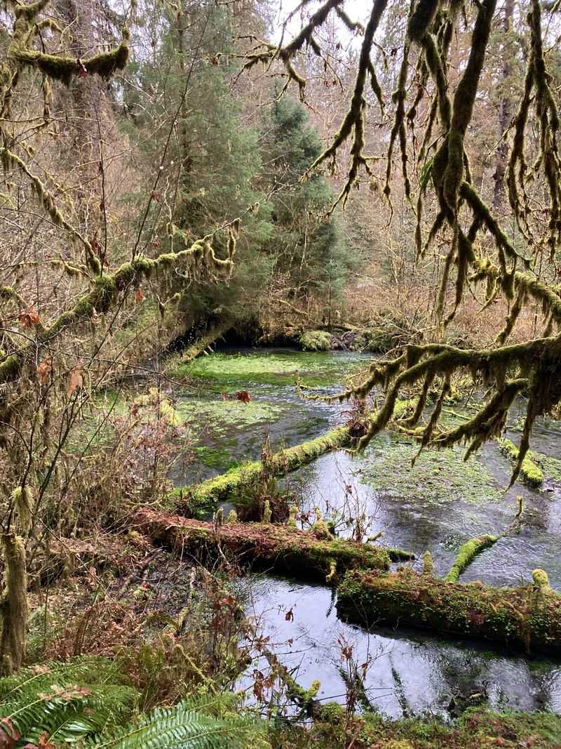 Hoh River Trail — Olympic National Park, Washington