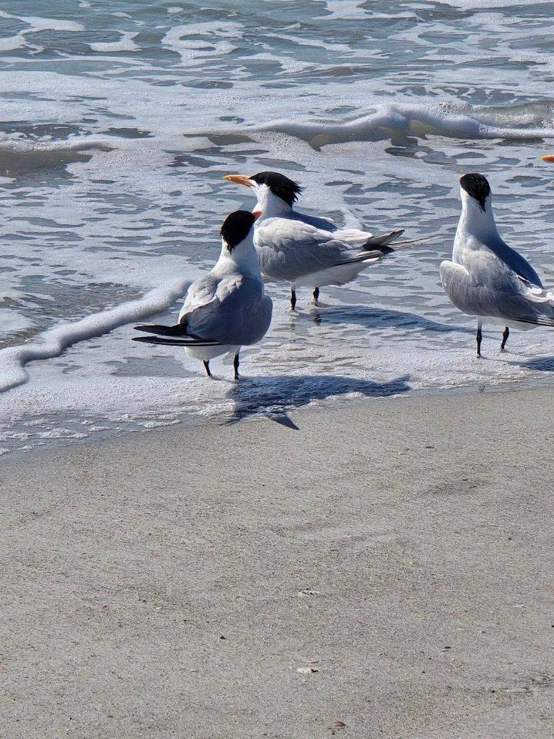 The Bird Sanctuary: A Protected Corner Of The Island