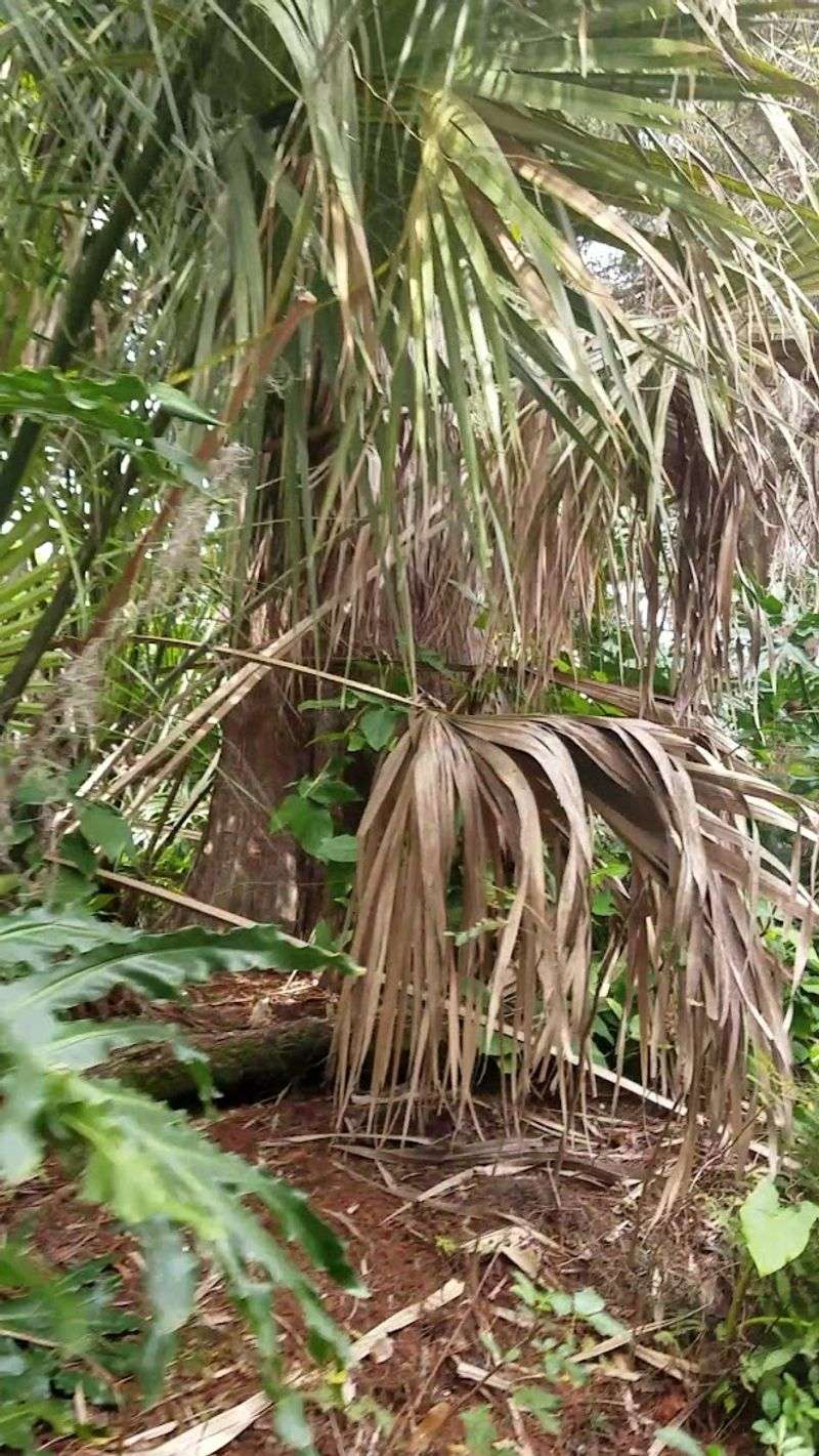 The Plants and Vegetation That Define the Atmosphere