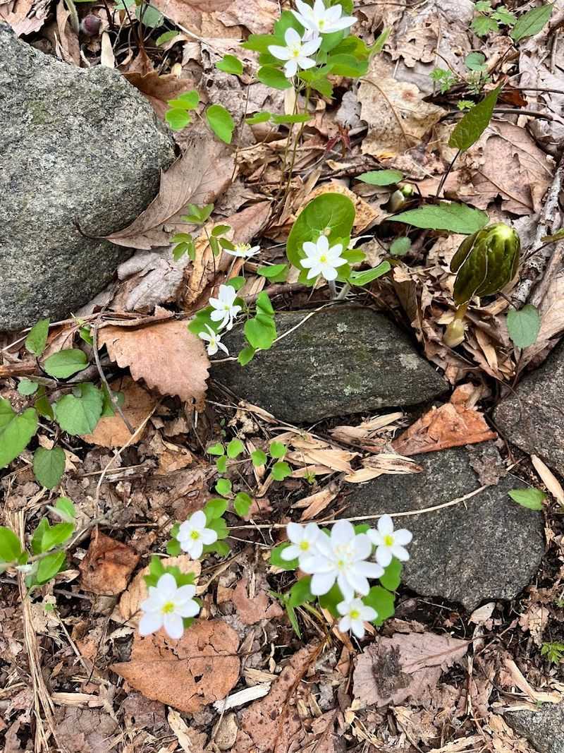 Wildlife, Plants, and What Grows Here