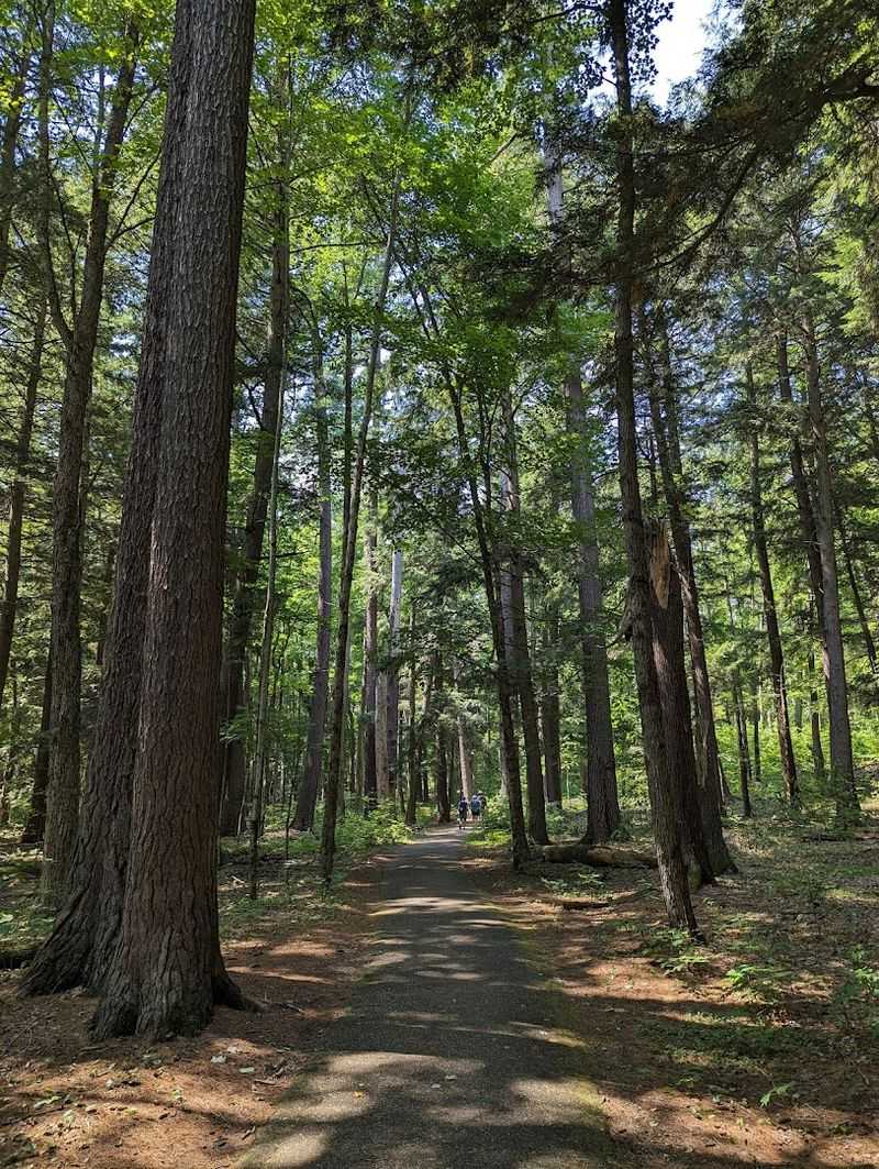 Why Hartwick Pines Stays With You Long After You Leave