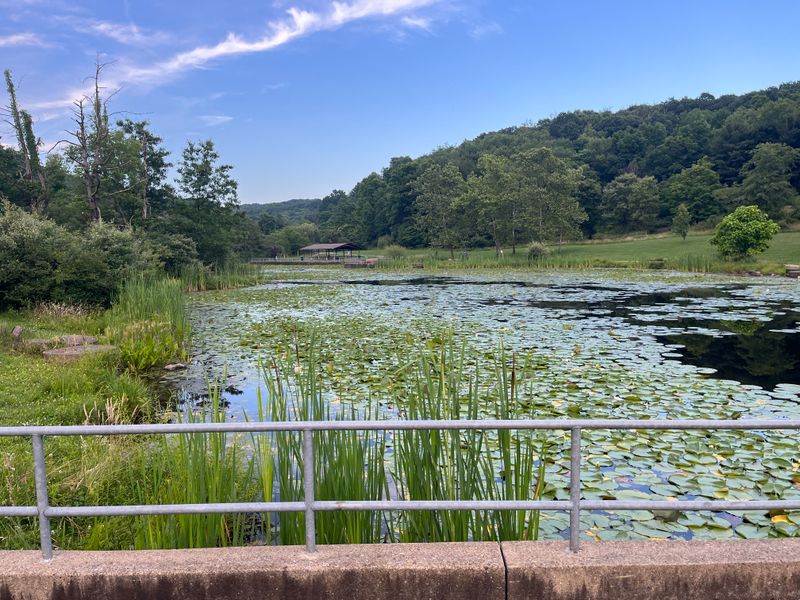 Birdwatcher’s Balcony