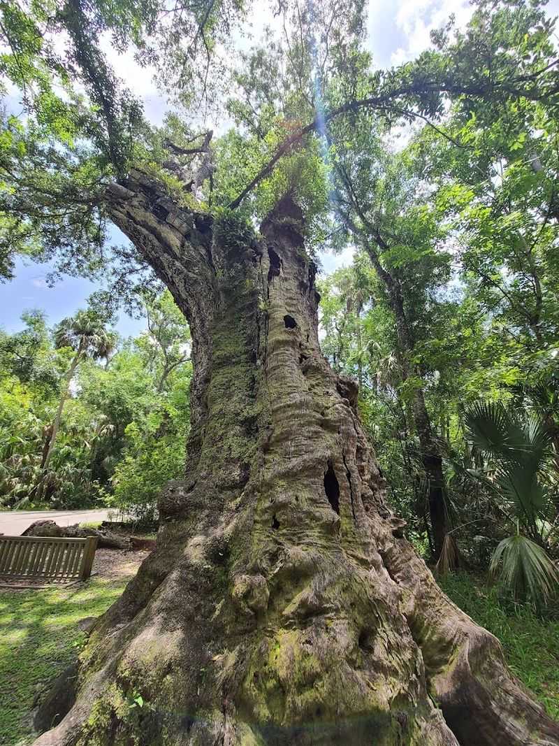 Picnicking Under the Ancient Canopy