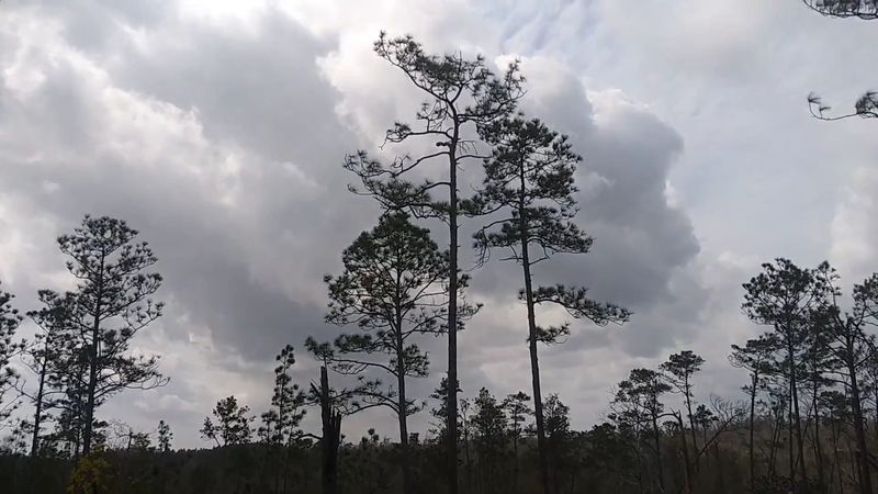 The Hurricane Michael Impact and Recovery Story