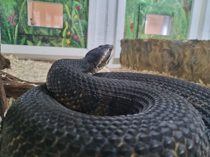 Reptiles Representing Florida Diversity