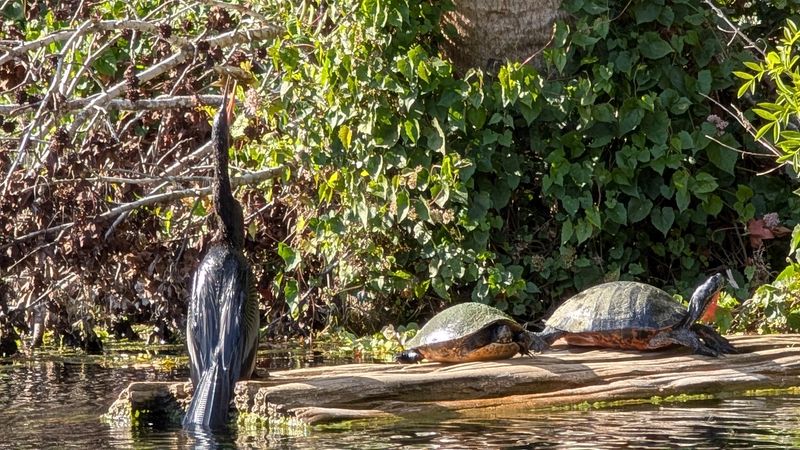 Alligators, Turtles, and the Rest of the Wildlife Lineup