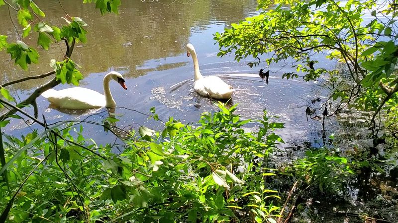 Parvin's Spring Bloom Corridor