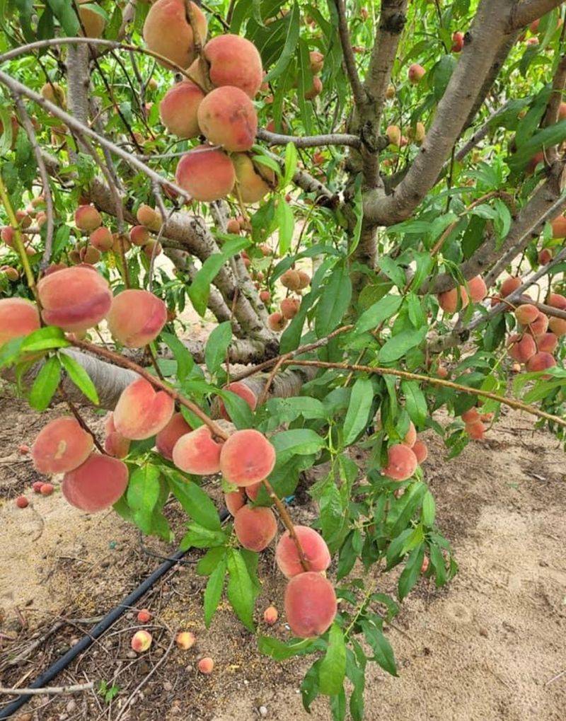 Peaches Fresh Off the Tree