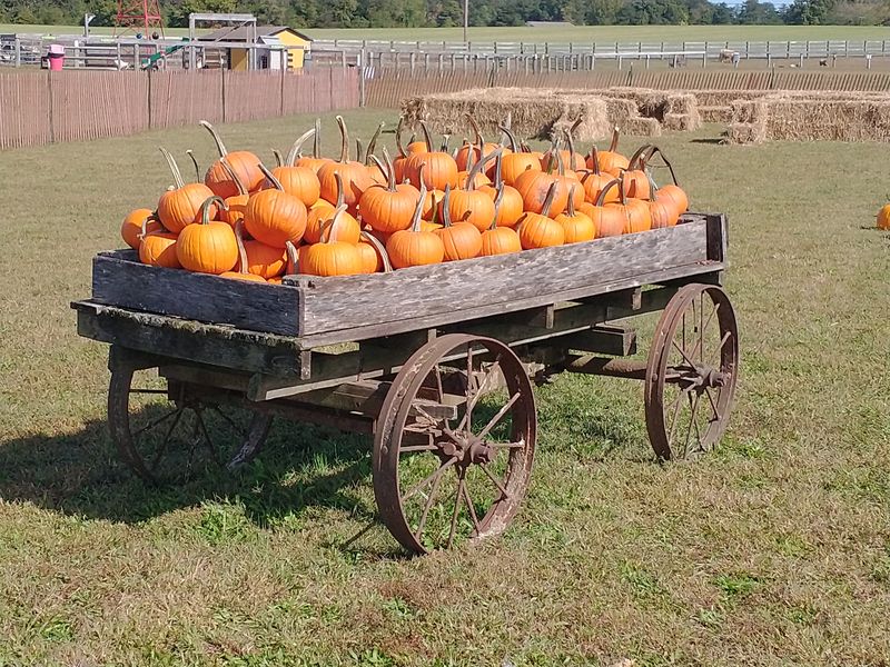 Seasonal Shifts: Peaches, Pumpkins, Possibility