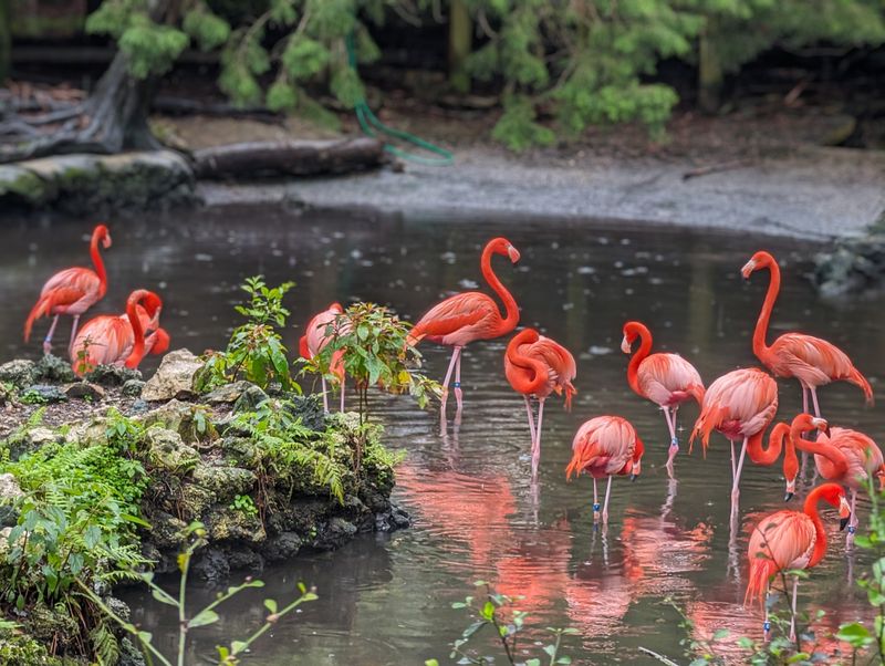 Flamingo Yard