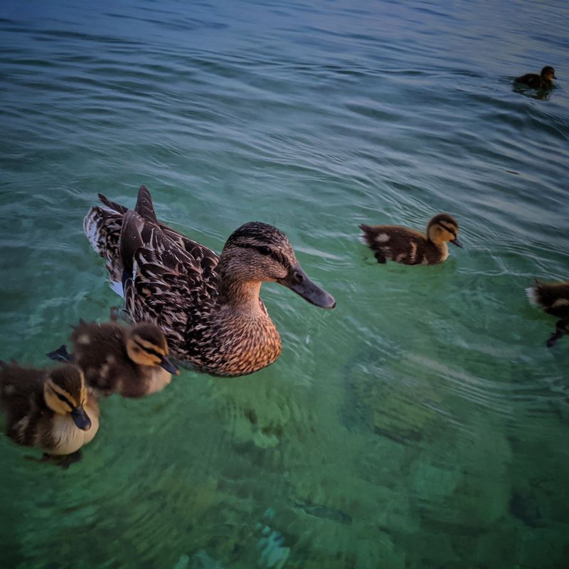 Paddling in Morning Calm