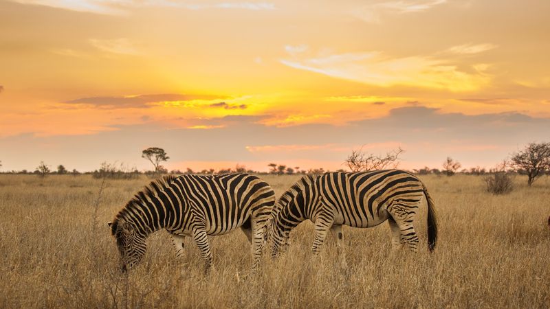 South Africa - Kruger's Big Five With Strong Infrastructure