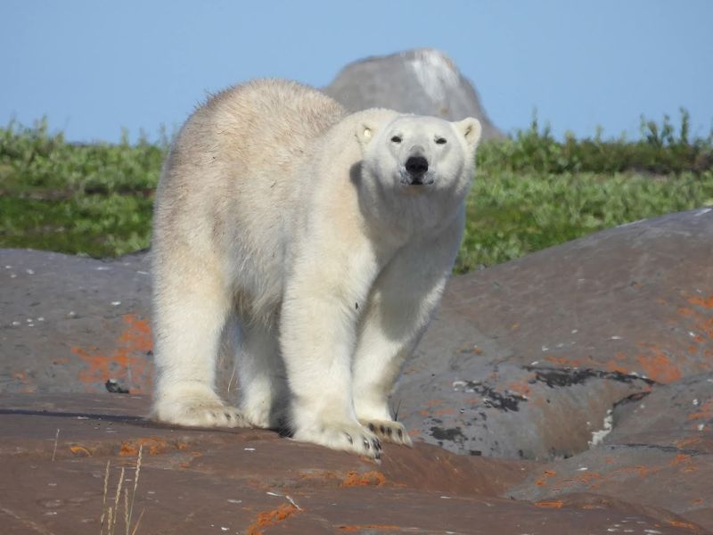 Canada - Polar Bears in Churchill, Manitoba