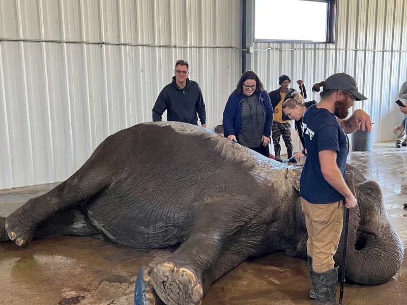 The Elephant Tour: Getting Hands-On With the Herd