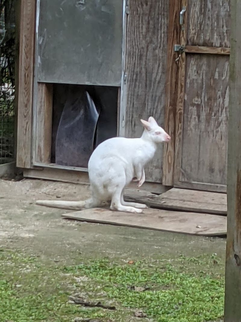 The Cohanzick Zoo And Its Free Admission Policy