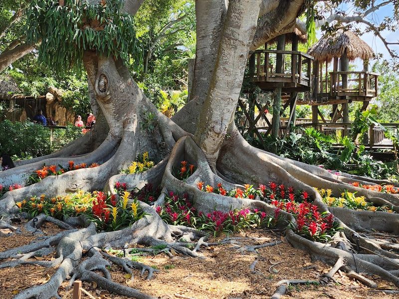 The Banyan Tree Experience You Will Not Forget