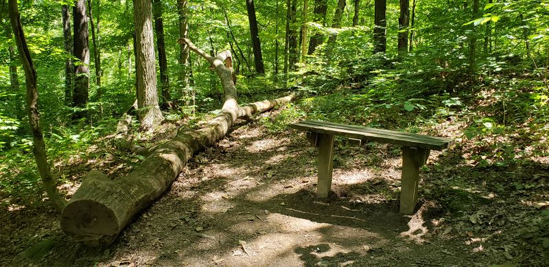 Tionesta Scenic Area + Tionesta Research Area (Allegheny National Forest)