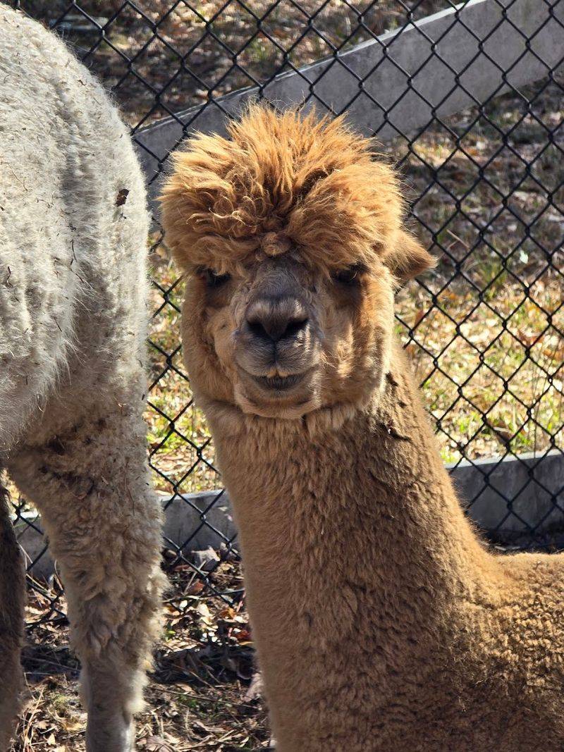Baby Alpacas That Make the Cutest Sounds