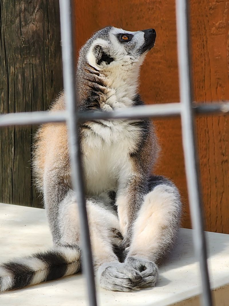 The Lemur Look: Bright Eyes, Quick Hands