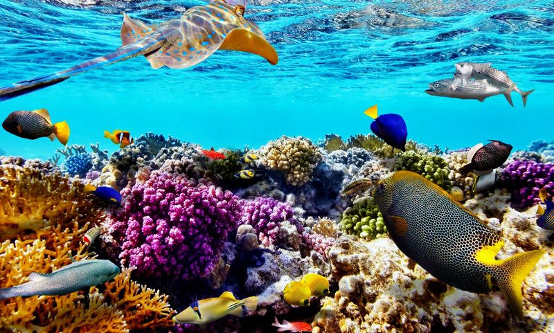 Australia - Great Barrier Reef Marine Life in a World-Class Ecosystem
