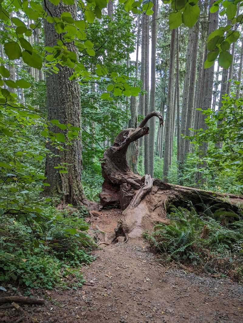 Spencer Butte Summit - Eugene (Ridgeline system)