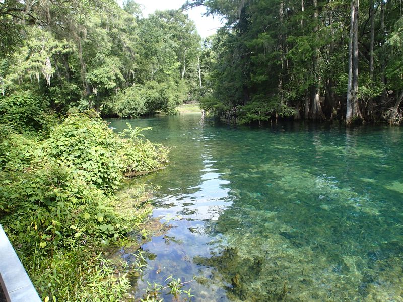 Snorkeling the Spring Run