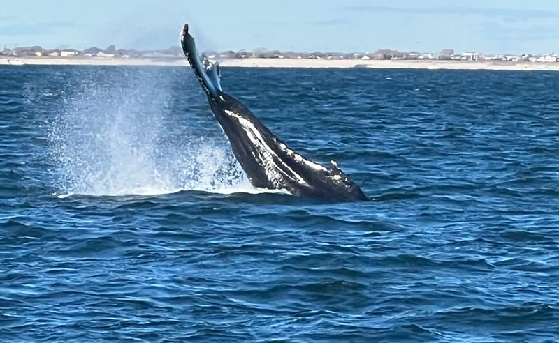 Go Whale Watching in Summer