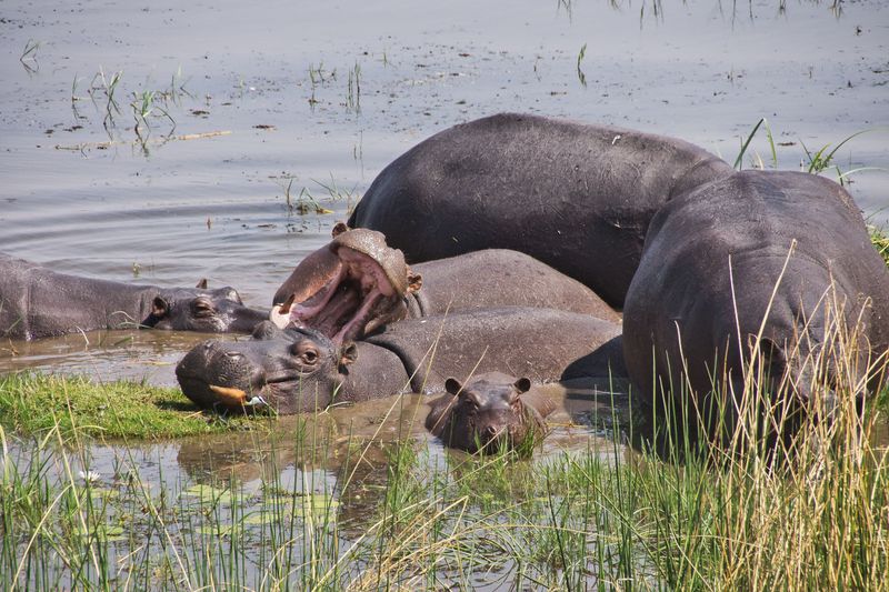 Moremi Game Reserve — Botswana