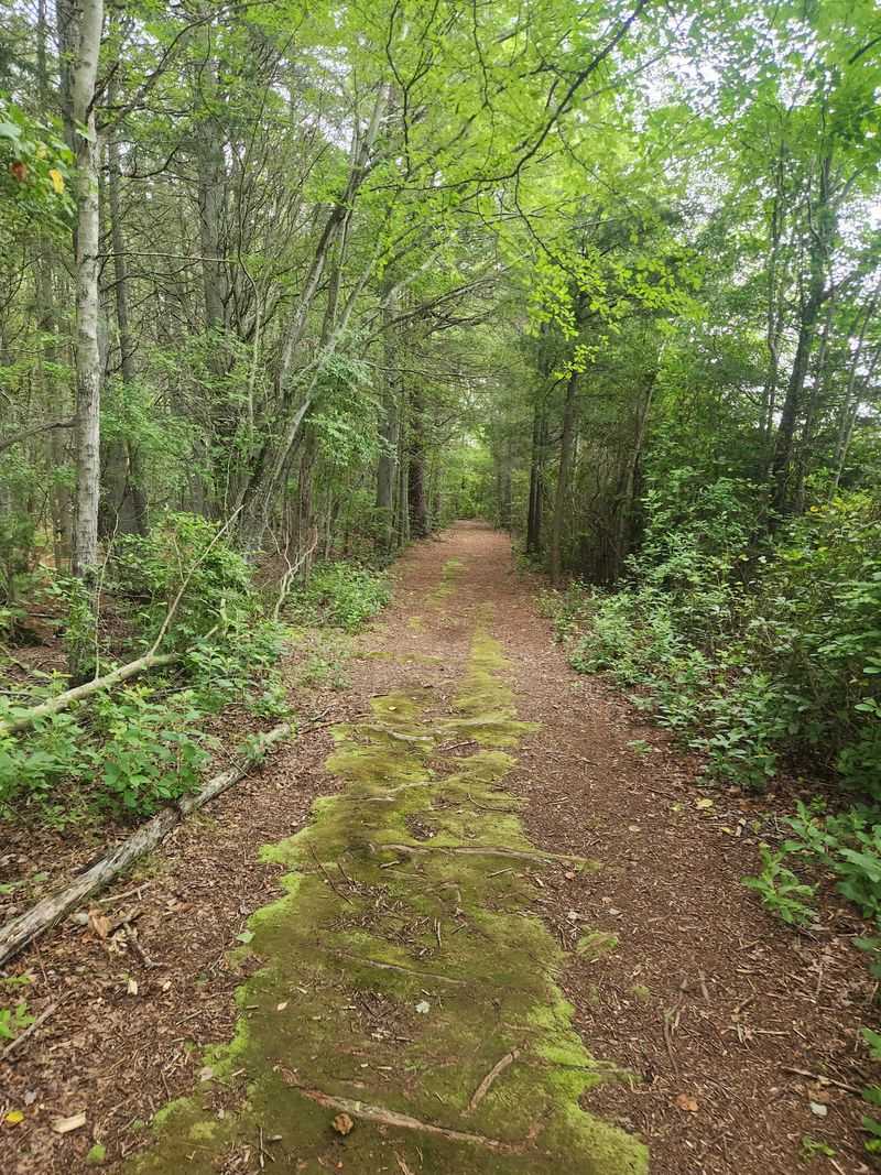 Stroll The Boardwalks Where Wetlands Come Alive