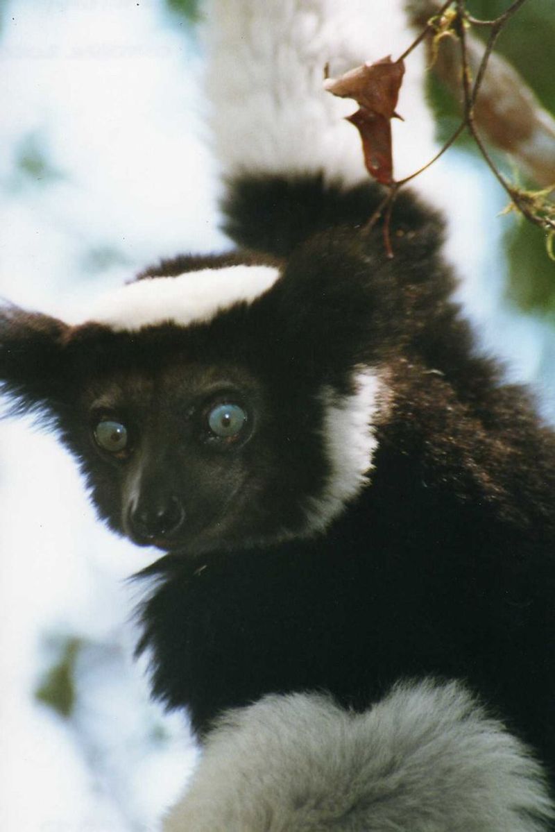 Madagascar — Island of Strange and Wonderful Creatures