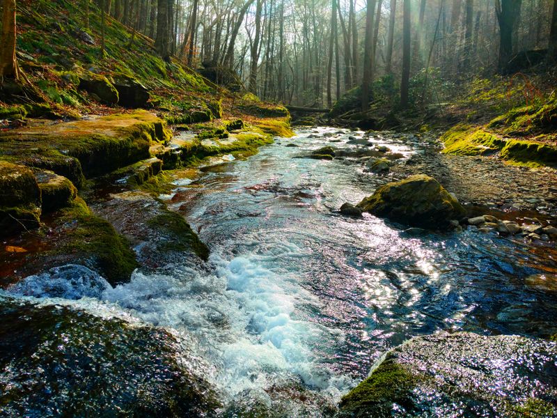 Forest Atmosphere In All Seasons