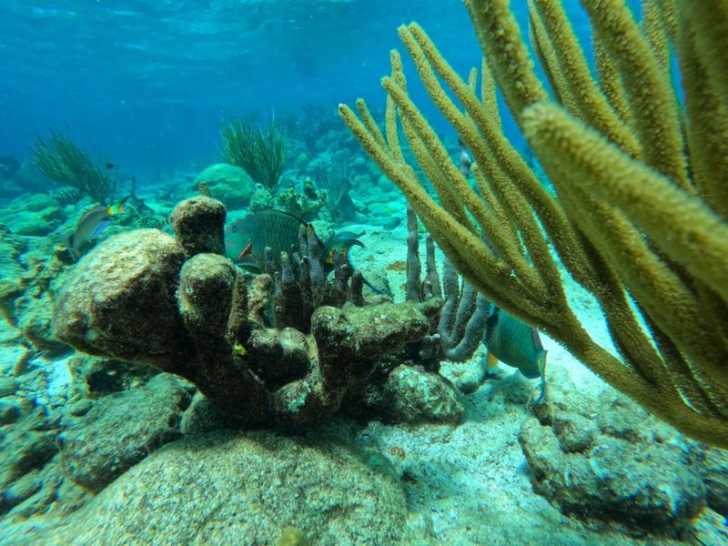 Buck Island Reef National Monument — U.S. Virgin Islands