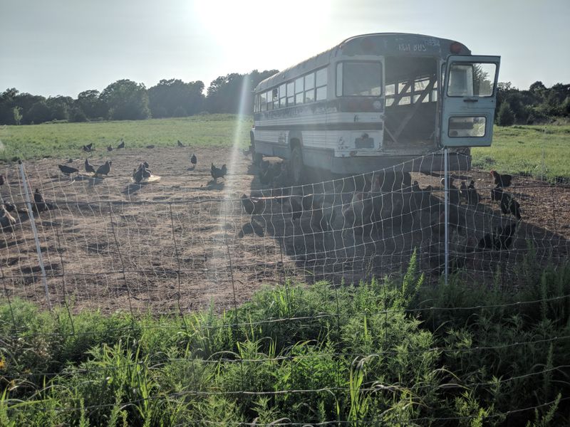 Eggs From Chickens Living Their Best Lives