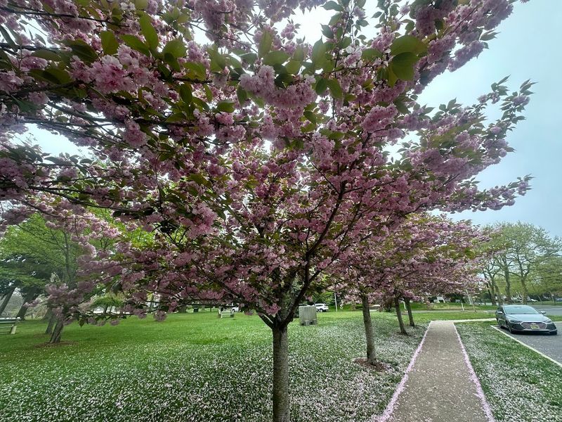 Divine Park - Spring Lake