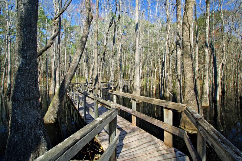 Gum Swamp Boardwalk