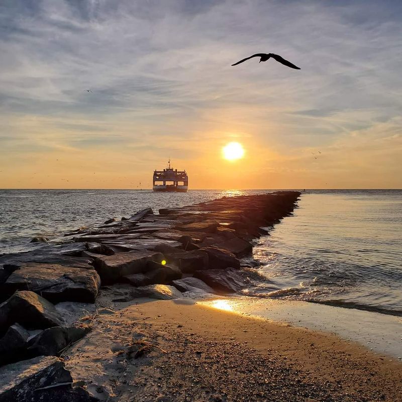 Seabirds and Maritime Wildlife