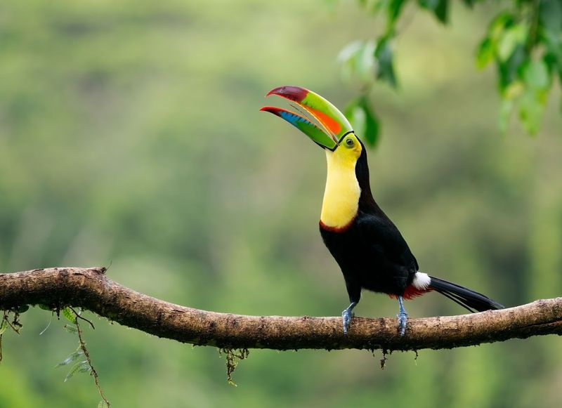 Costa Rica - Tiny Country, Wildly Outsized Biodiversity