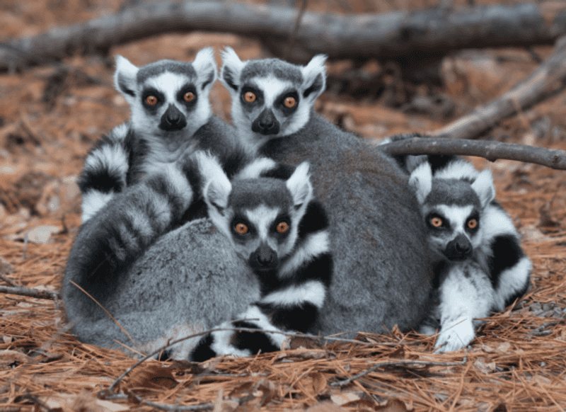 Special Events From Yoga With Lemurs to Zookeeper Days