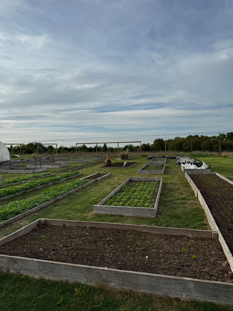 Seasonal Vegetables Picked at Peak Ripeness
